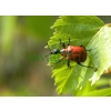 Apoderus coryli (Linnaeus, 1758) Oszynda leszczynowiec